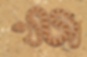 האם נחשים תוקפים בני אדם?