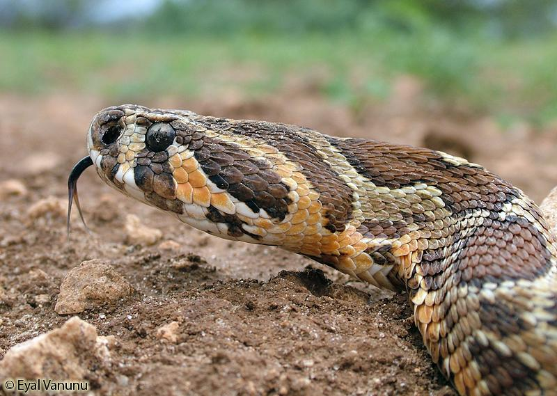 הענק המקומי: סיפורו של הצפע המצוי הגדול ביותר שנצפה בישראל