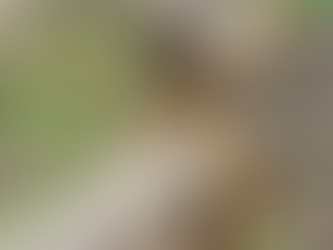 מדוע בישראל יש מגוון כה רחב של מיני נחשים?