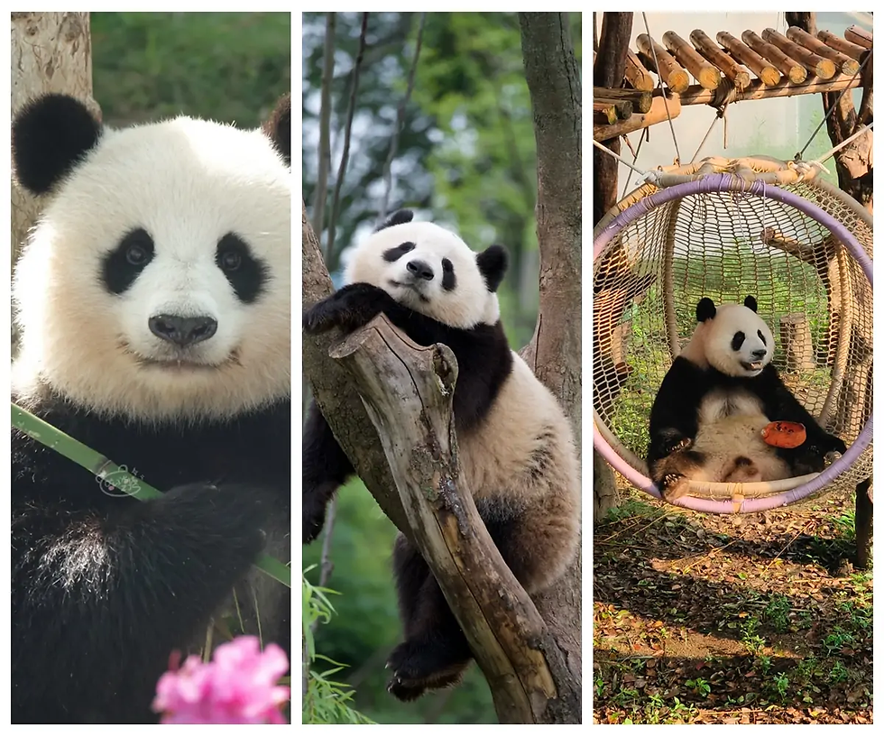PANDAS DE CHENGDU