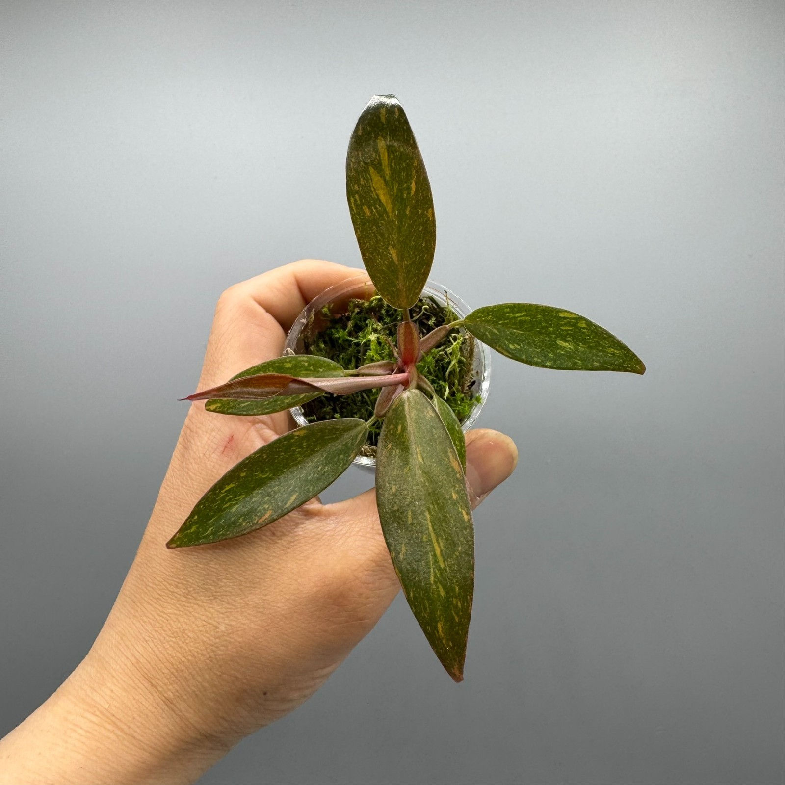 Philodendron Orange Princess Marble - Variegated Rare Plant #1