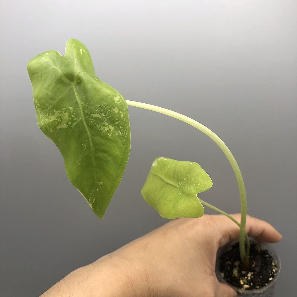 Alocasia longiloba albo #2 (Postage Discount - Bundle Together)