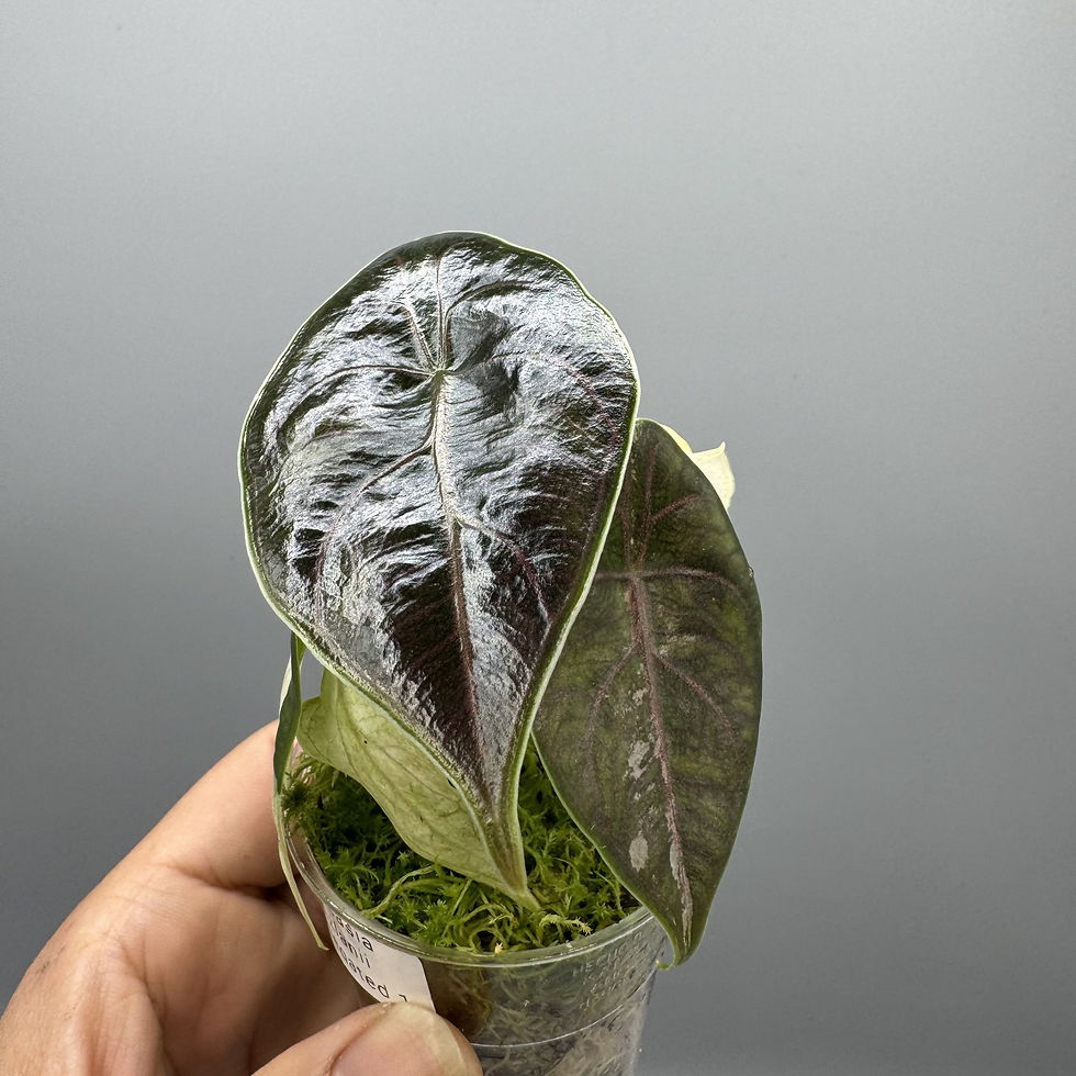 Thumbnail: Alocasia Azlanii Variegated #1