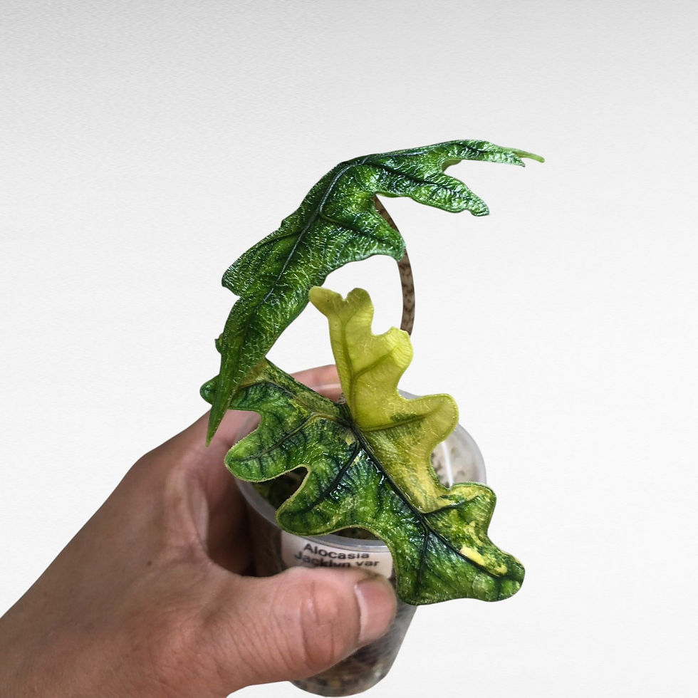 Alocasia Jacklyn Variegated Rare Plant #2