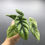 Thumbnail: Alocasia Sinuata Variegata #2