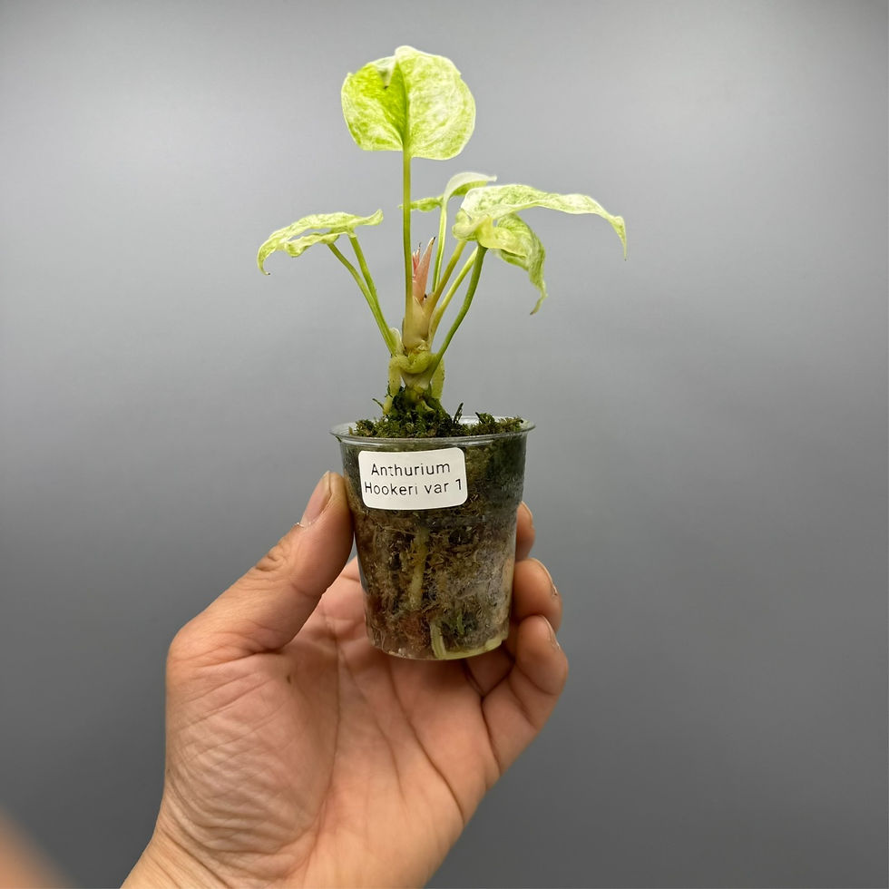 Thumbnail: Anthurium Hookeri Variegated - Rare Plant #1