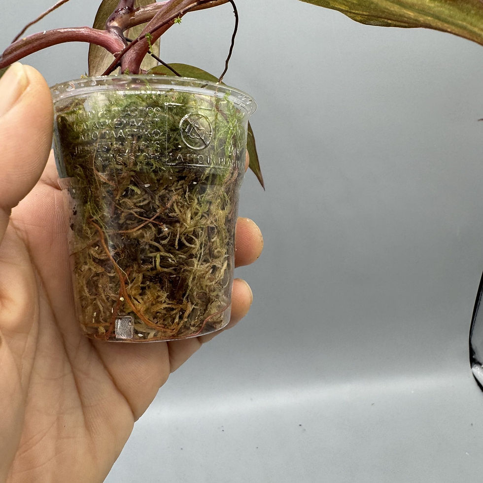 Thumbnail: Philodendron Orange Princess Marble - Variegated Rare Plant #1