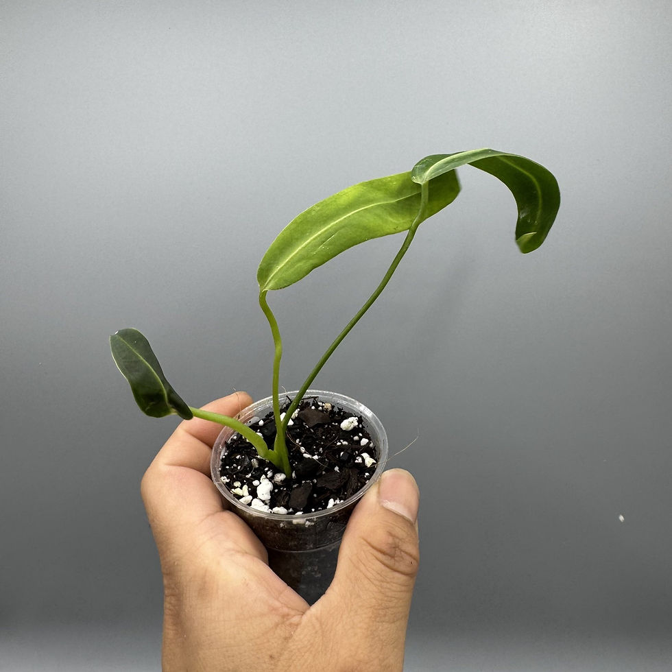 Thumbnail: Anthurium Warocqueanum Queen Rare #9