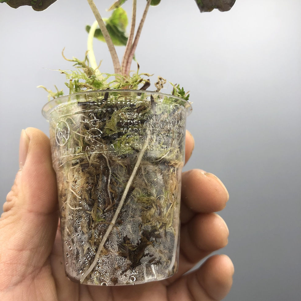 Thumbnail: Alocasia loco #2