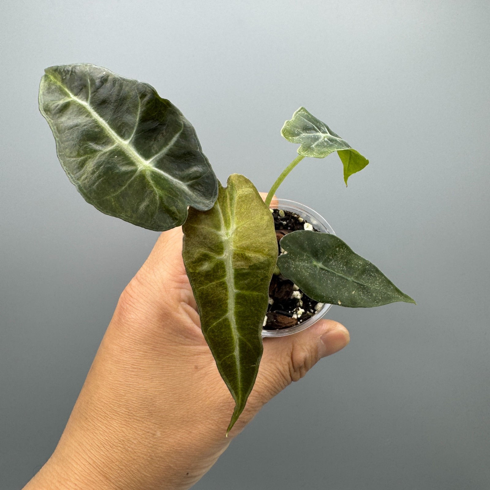 Alocasia polly aurea #6