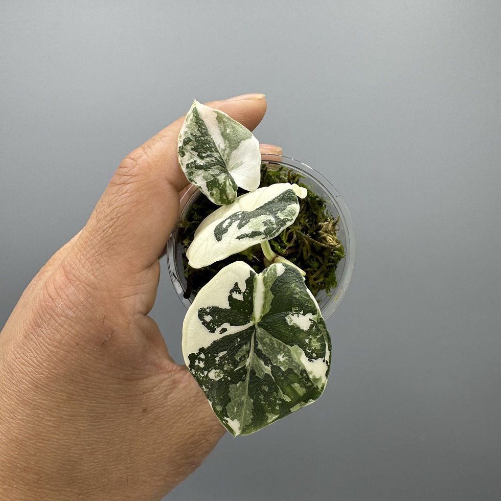 Thumbnail: Alocasia Melo Albo Variegated - Very rare variegated aroid plant #2