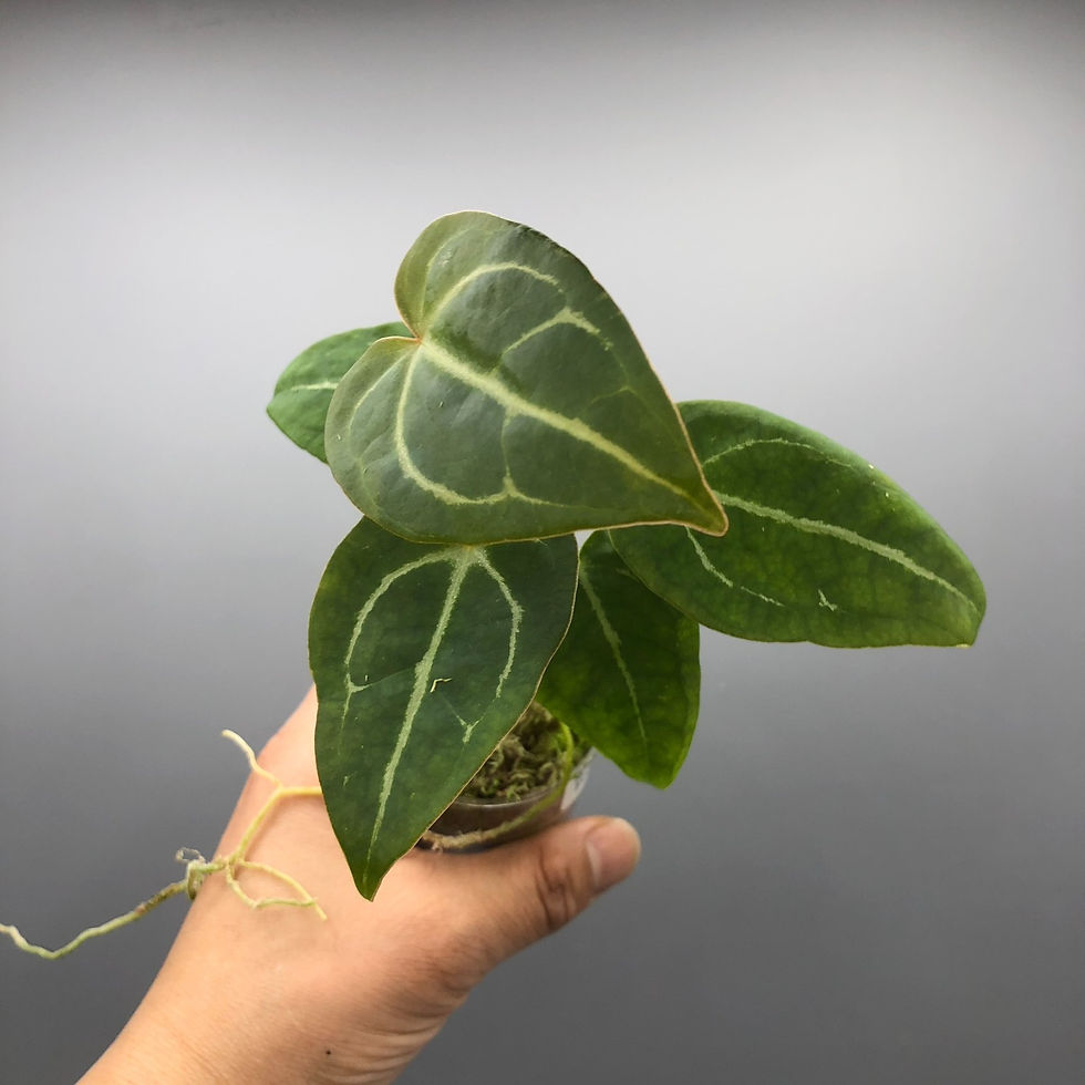 Thumbnail: Anthurium Forgetii Rare Plant #1