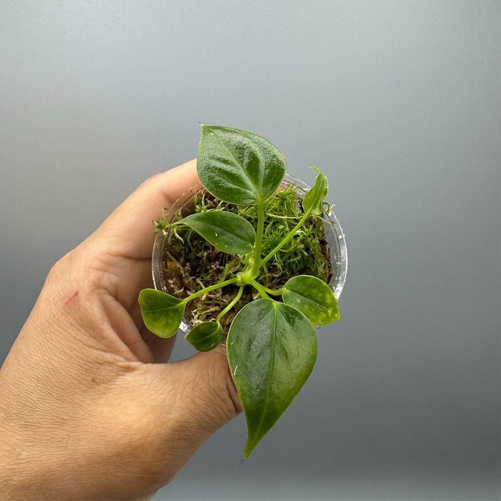 Thumbnail: Anthurium Veitchii - Rare Plant #3
