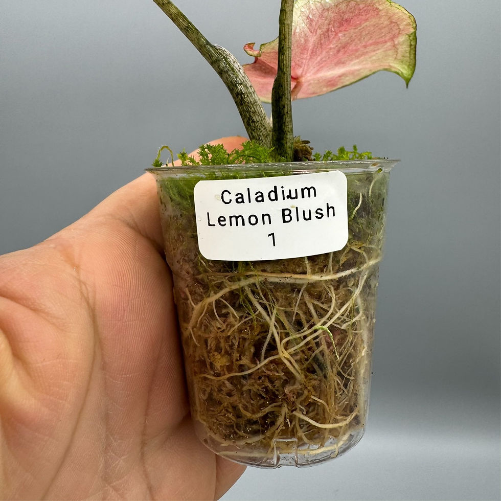 Thumbnail: Caladium Lemon Blush #1