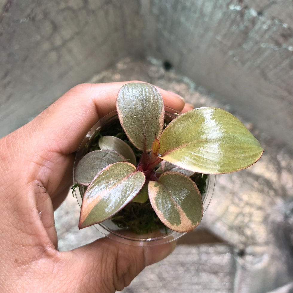 Philodendron Black Cardinal Variegated #1 (Postage Discount-Checkout Together)