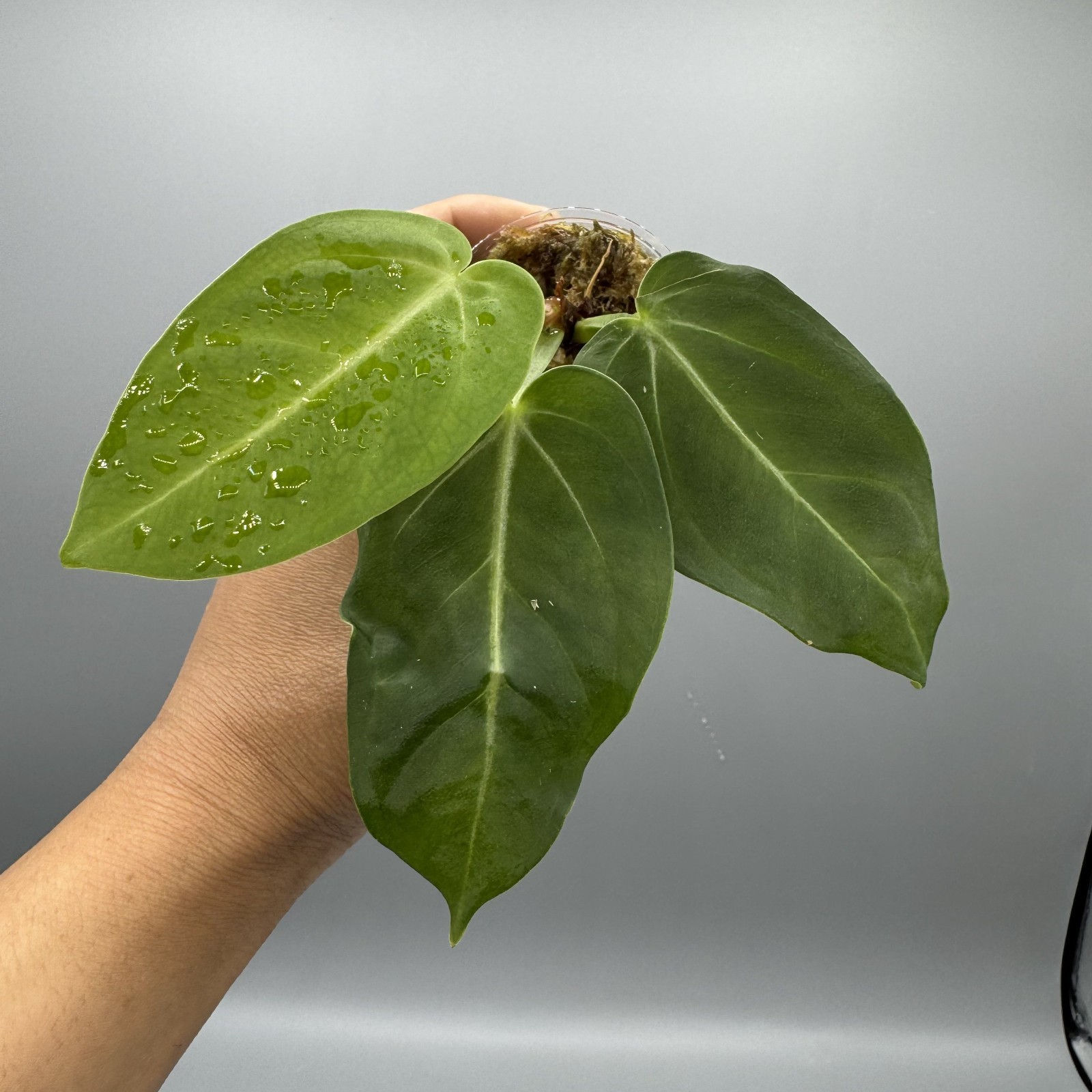 Anthurium Villenaorum Croat - Rare Aroid #5