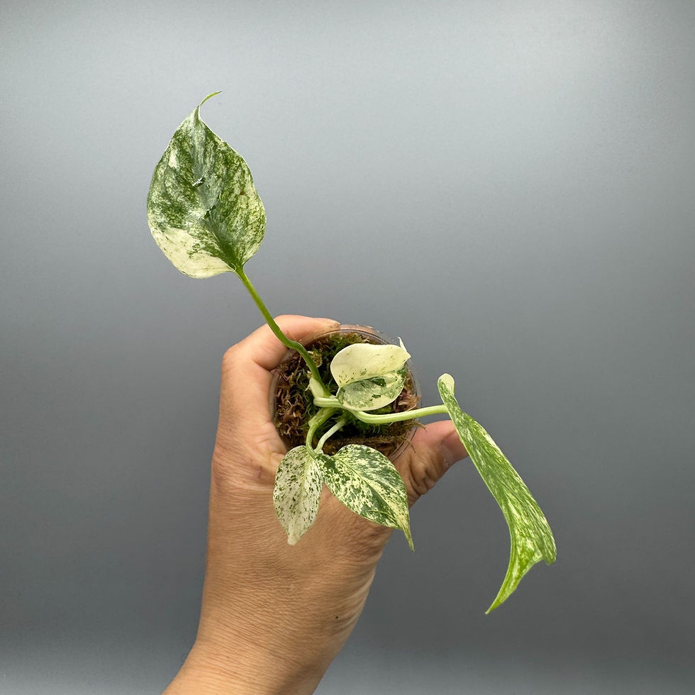 Thumbnail: Monstera Kunzo White Monster Large Form #6