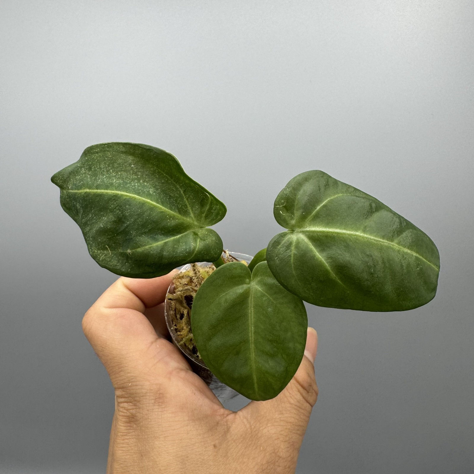 Anthurium Villenaorum Croat - Rare Aroid #6