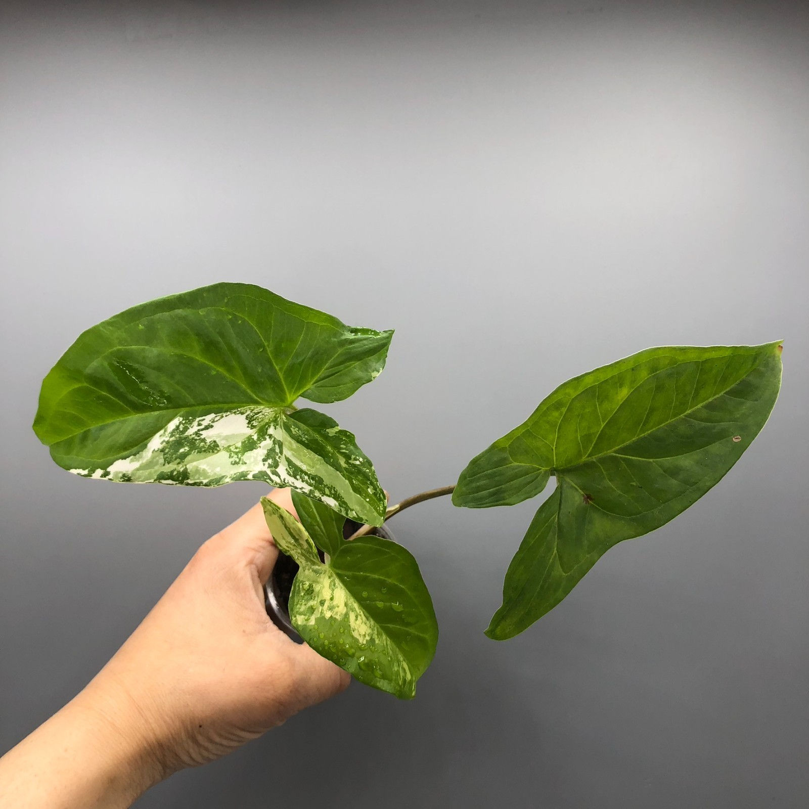 Syngonium Albo Rare Plant #1