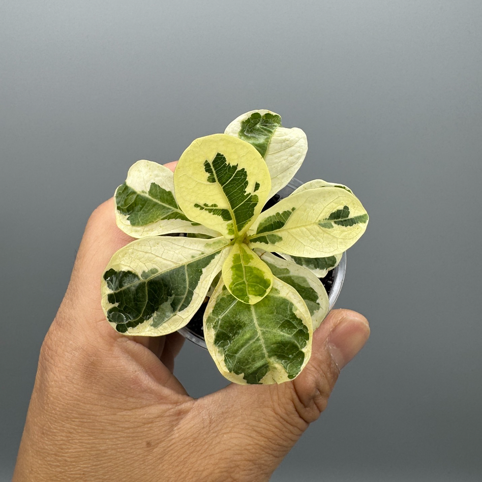 Thumbnail: Ficus Lyrata Fiddle Leaf Fig Variegated #1