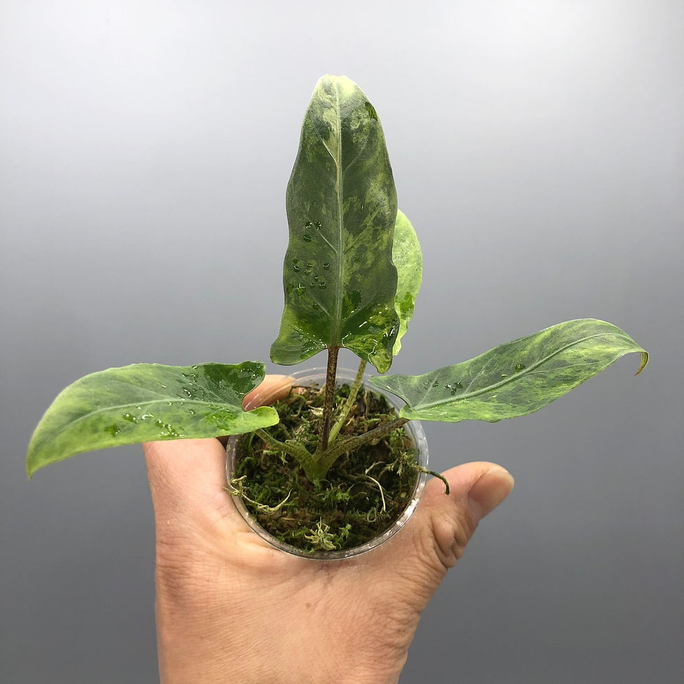 Thumbnail: Alocasia Lauterbachiana Variegated Rare Plant #1
