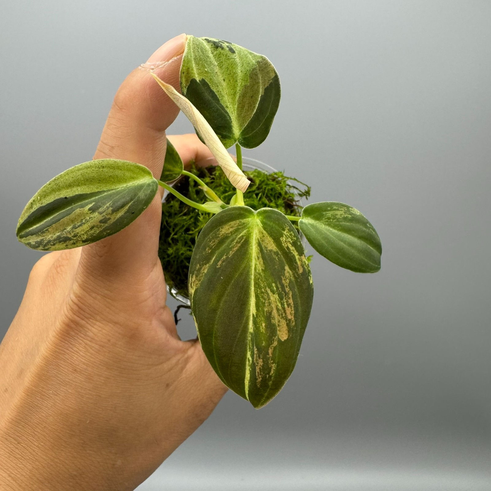 Philodendron Melanochrysum Variegated #2