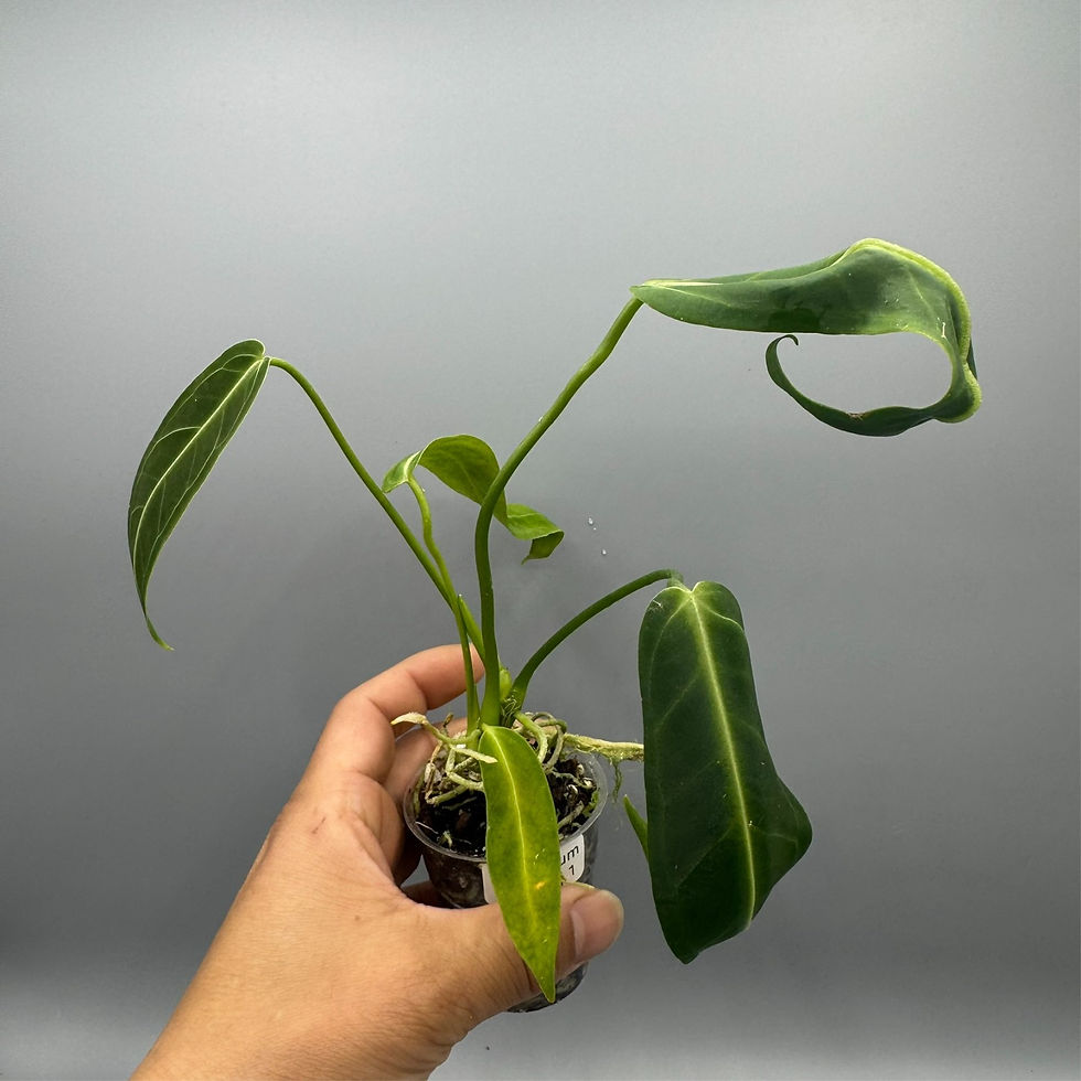 Thumbnail: Anthurium Warocqueanum Queen Rare Palnt #1