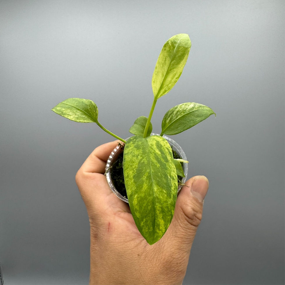 Thumbnail: Anthurium Vittarifolium Variegated - Rare Plant #1