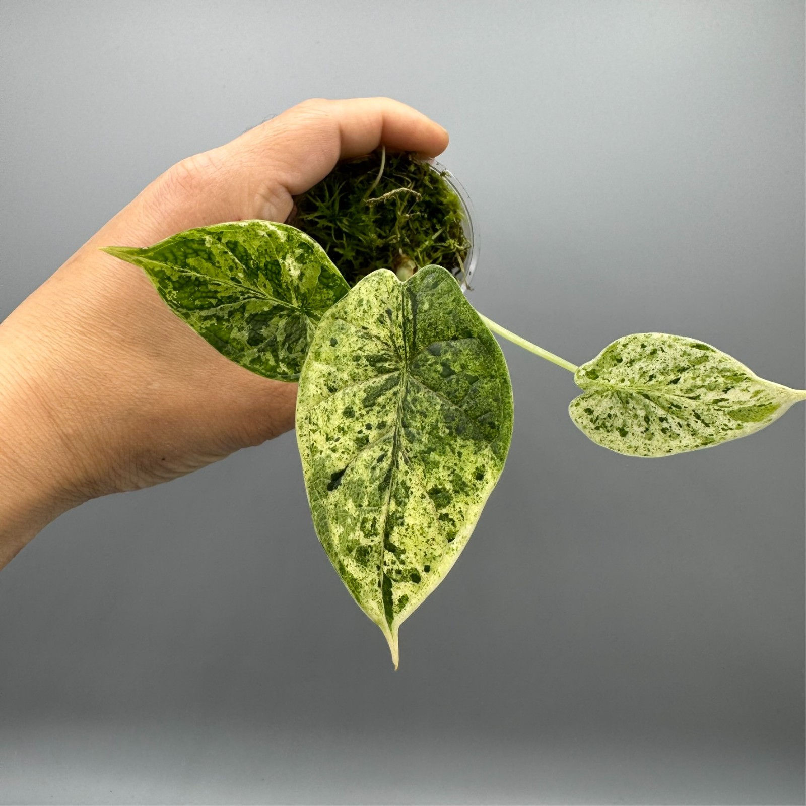 Alocasia Dragon Scale Mint - Variegated Rare Plant #1