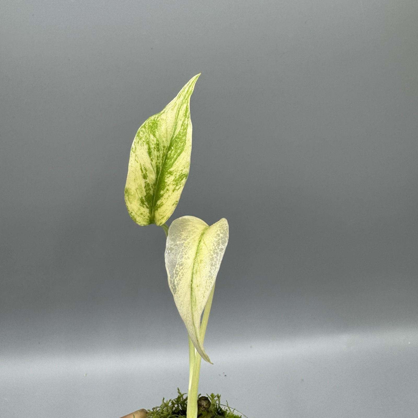Monstera Mint Variegated - Rare Plant #2