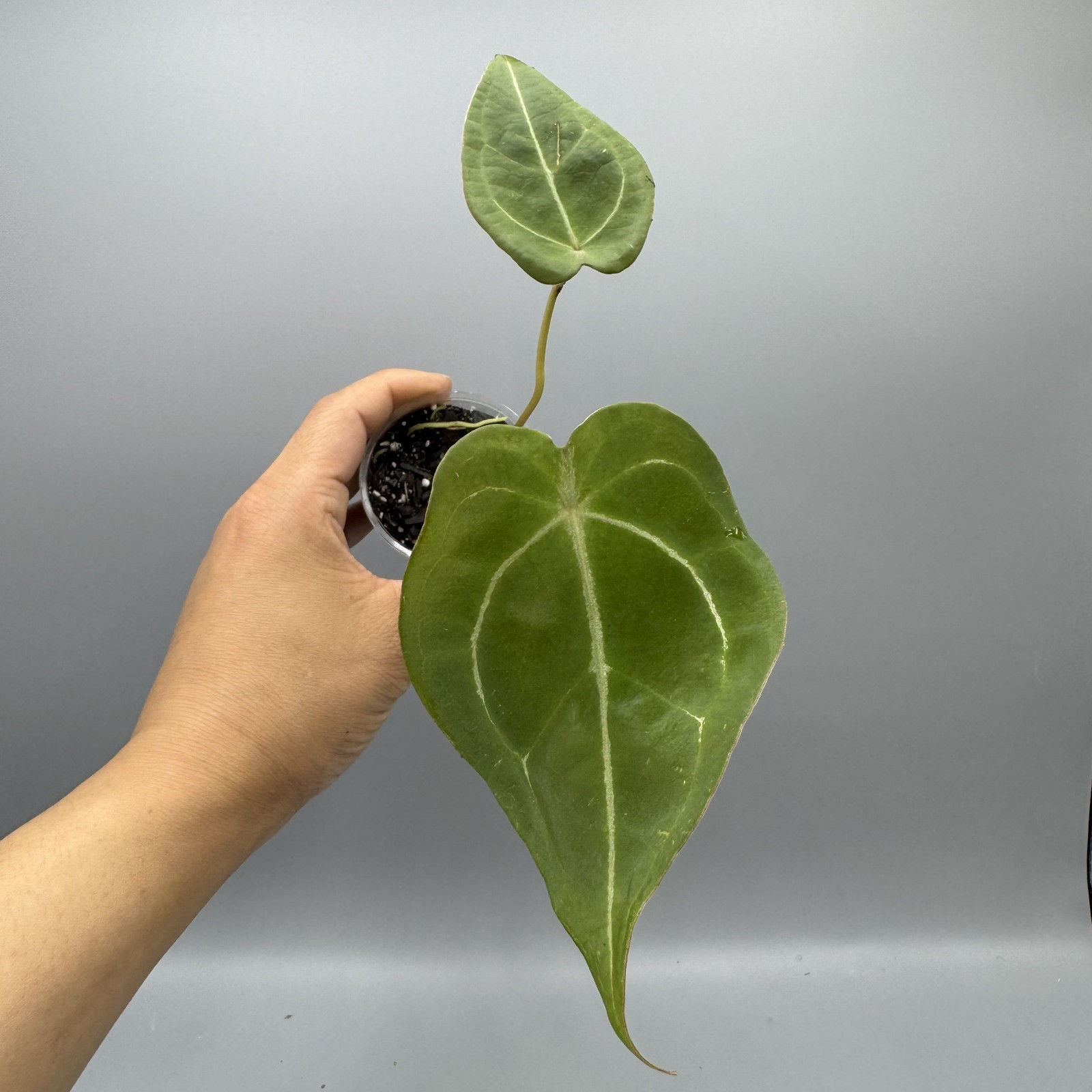 Anthurium forgetii #3