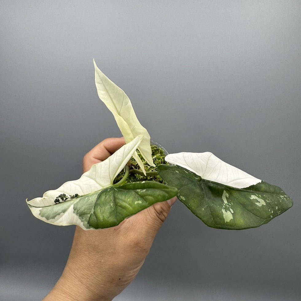 Thumbnail: Alocasia simpo albo variegated #2