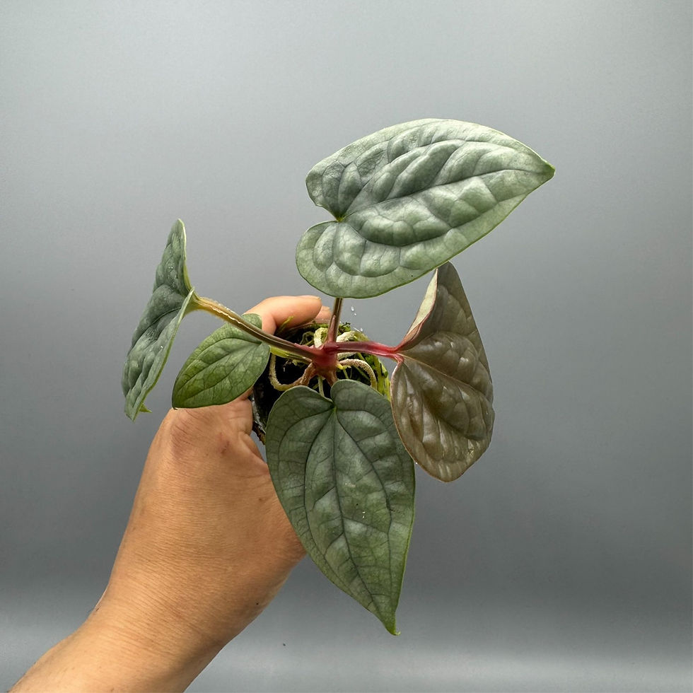 Thumbnail: Anthurium Luxurians Platinum Rare Plant #3