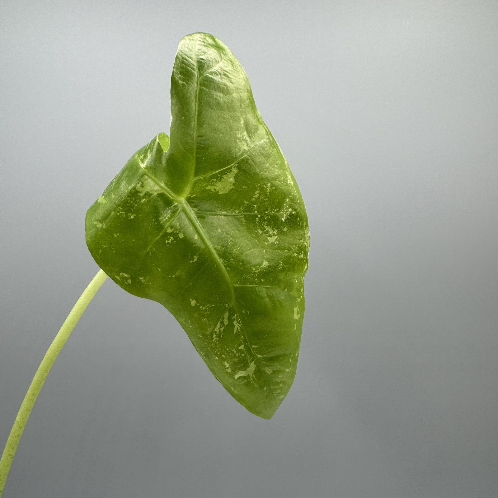 Alocasia Longiloba Albo - Variegated Rare Plant #2