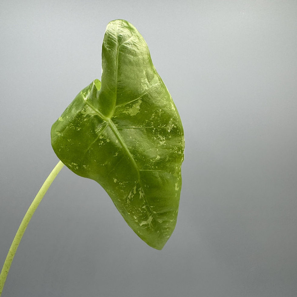 Thumbnail: Alocasia Longiloba Albo - Variegated Rare Plant #2