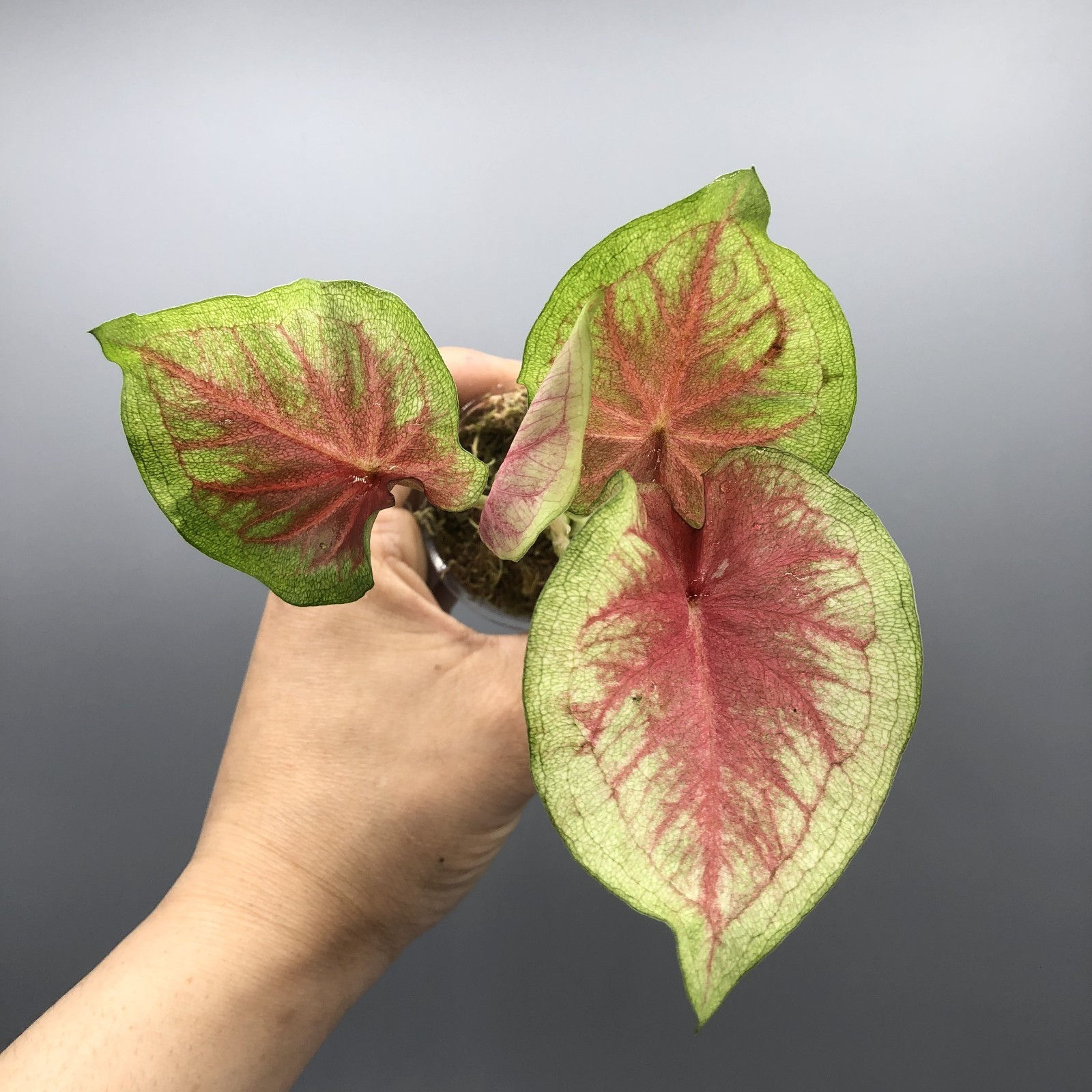 Caladium Lemon Blush #4