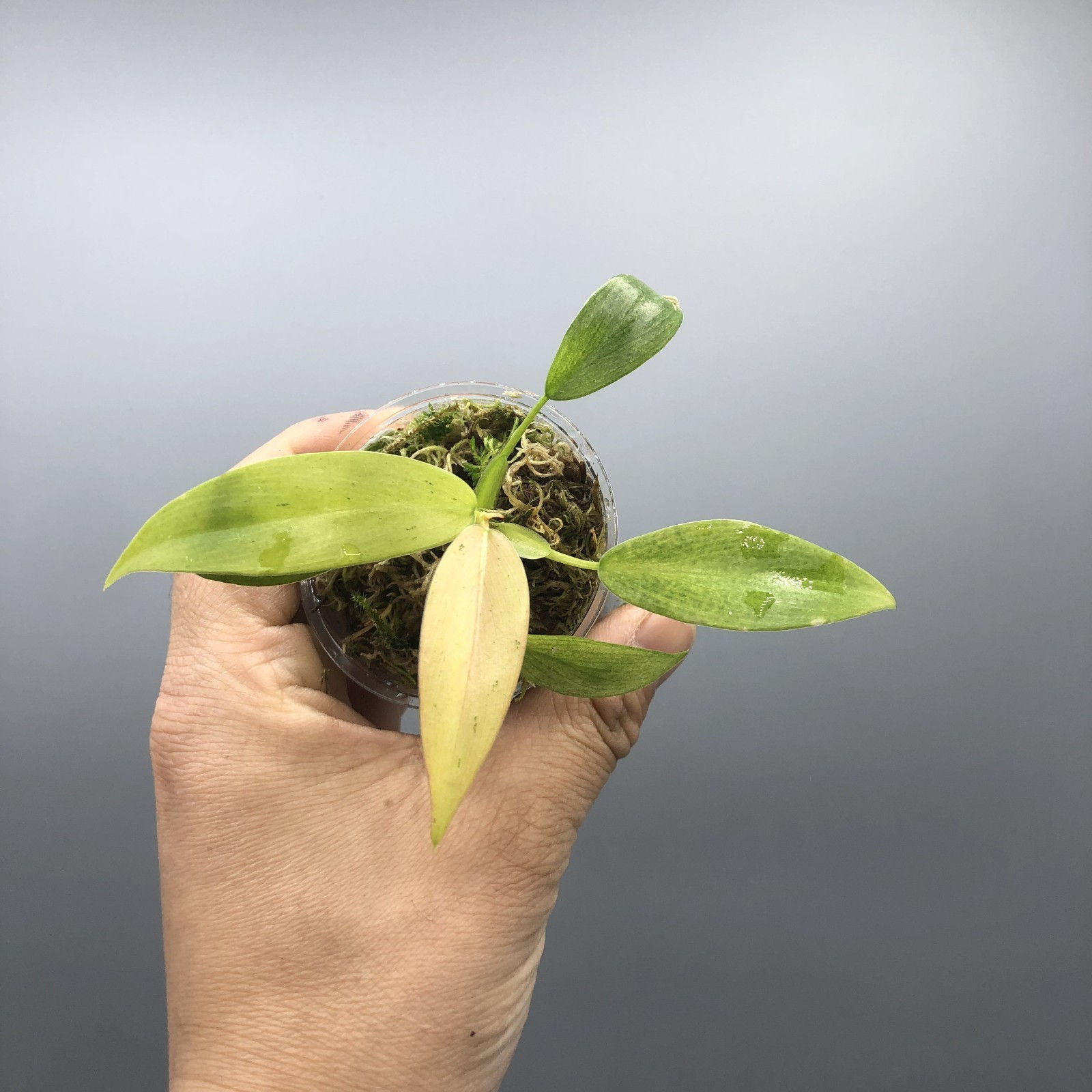 Philodendron Whipple Way Variegated #6