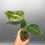 Thumbnail: Anthurium Forgetii Rare Plant #3