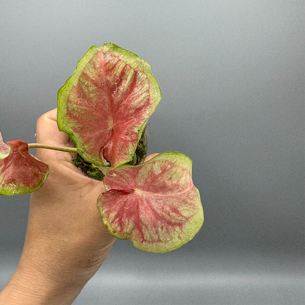 Thumbnail: Caladium Lemon Blush #2