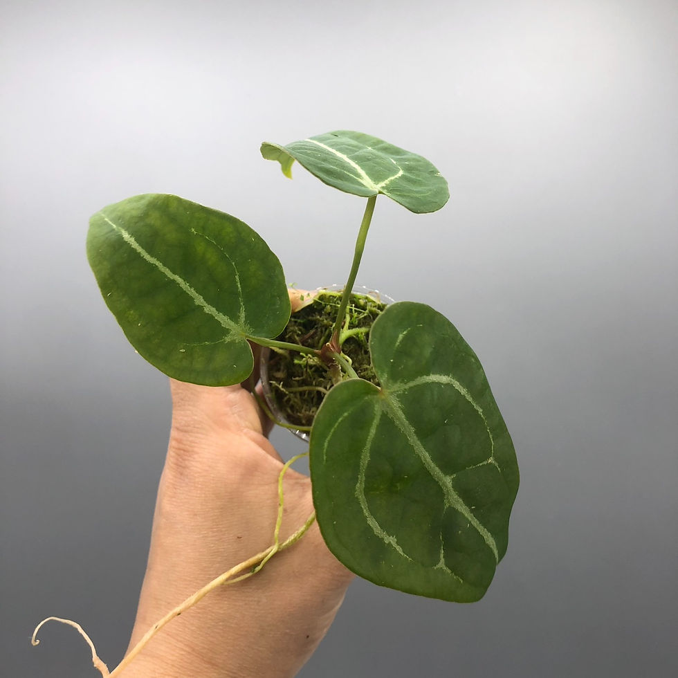 Thumbnail: Anthurium Forgetii Rare Aroid #7