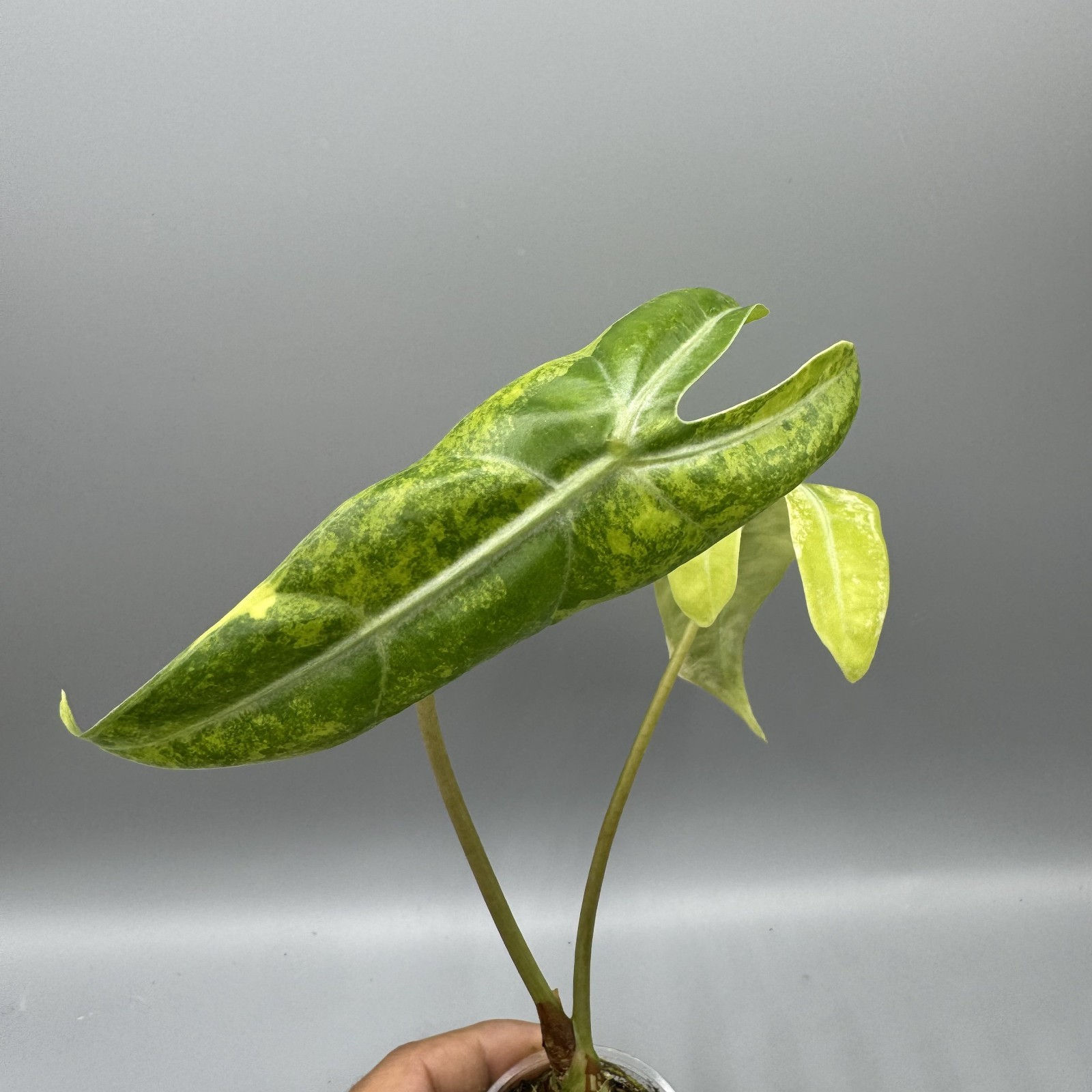 Alocasia Longiloba Aurea - Variegated Rare Plant #3