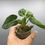 Thumbnail: Anthurium villenaorum croat #2