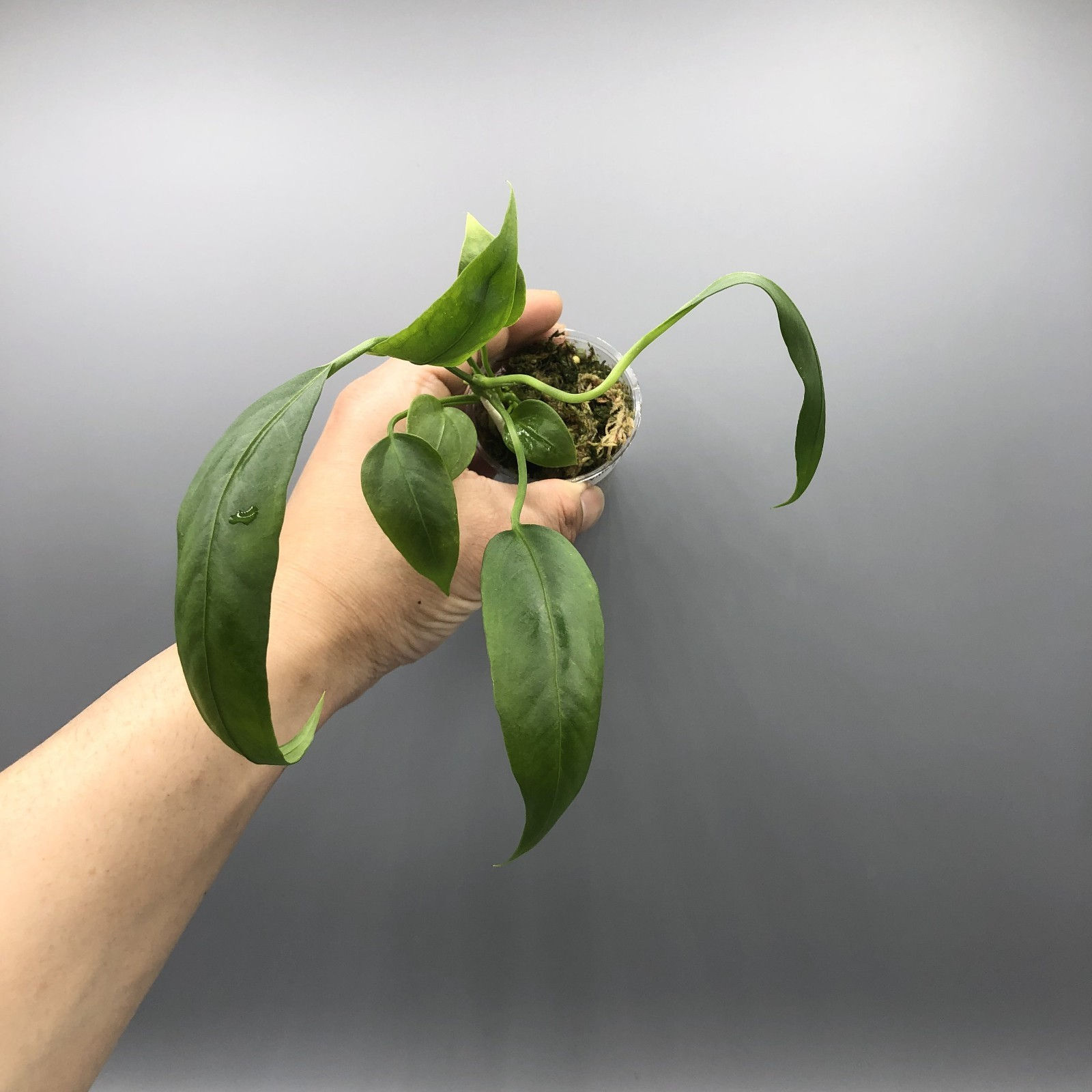 Anthurium vittarifolium  #2