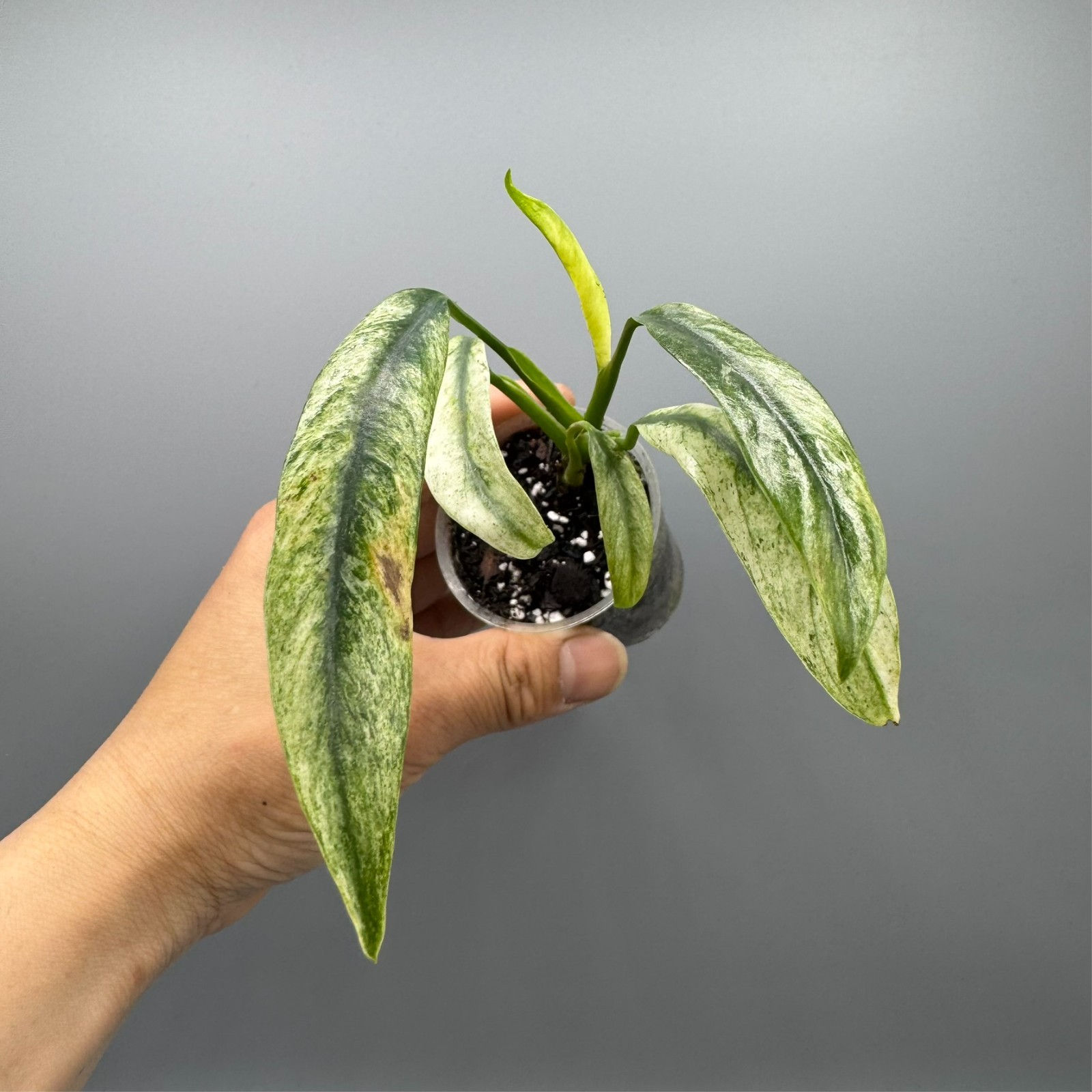 Epipremnum Giganteum Marble Variegated #2