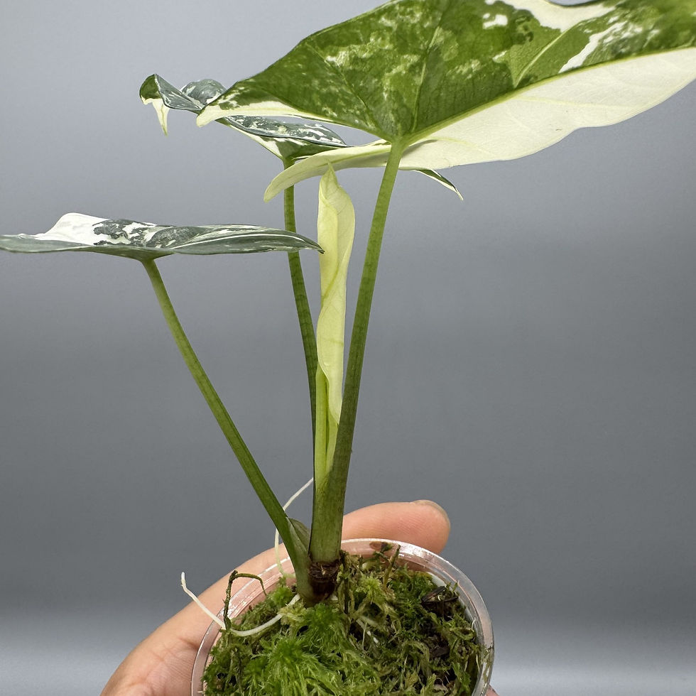 Thumbnail: Alocasia Simpo Albo Variegated Rare Aroid #6