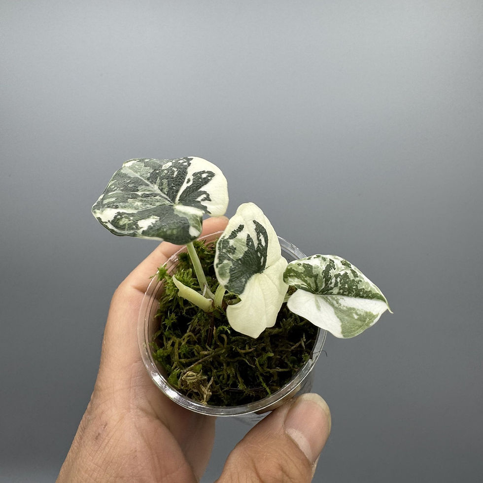 Thumbnail: Alocasia Melo Albo Variegated - Very rare variegated aroid plant #2