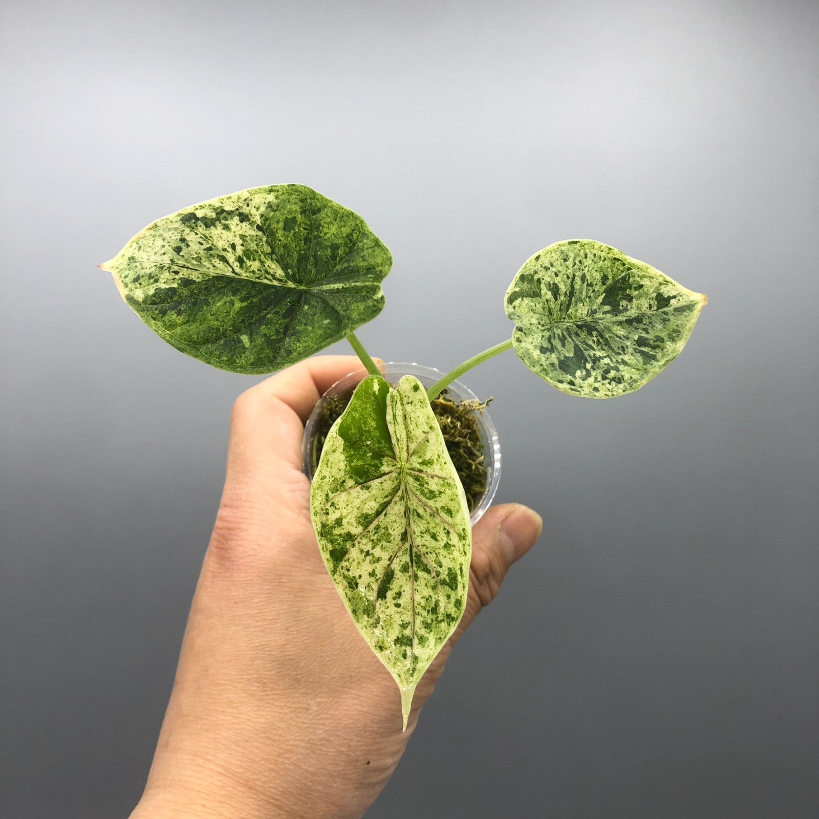 Alocasia Dragon Scale Mint Variegated #10