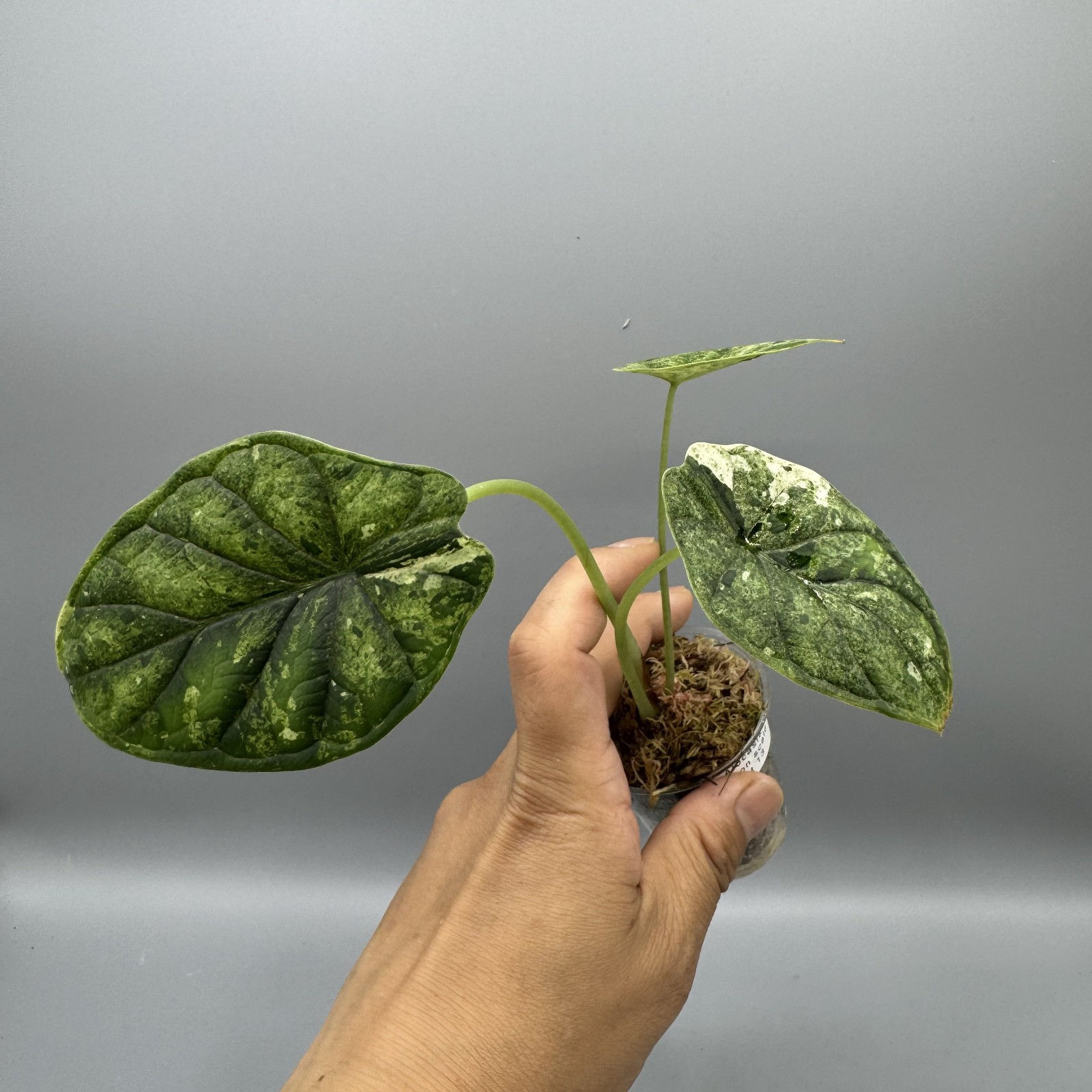 Alocasia Dragon Scale Mint Variegated Rare Aroid #13