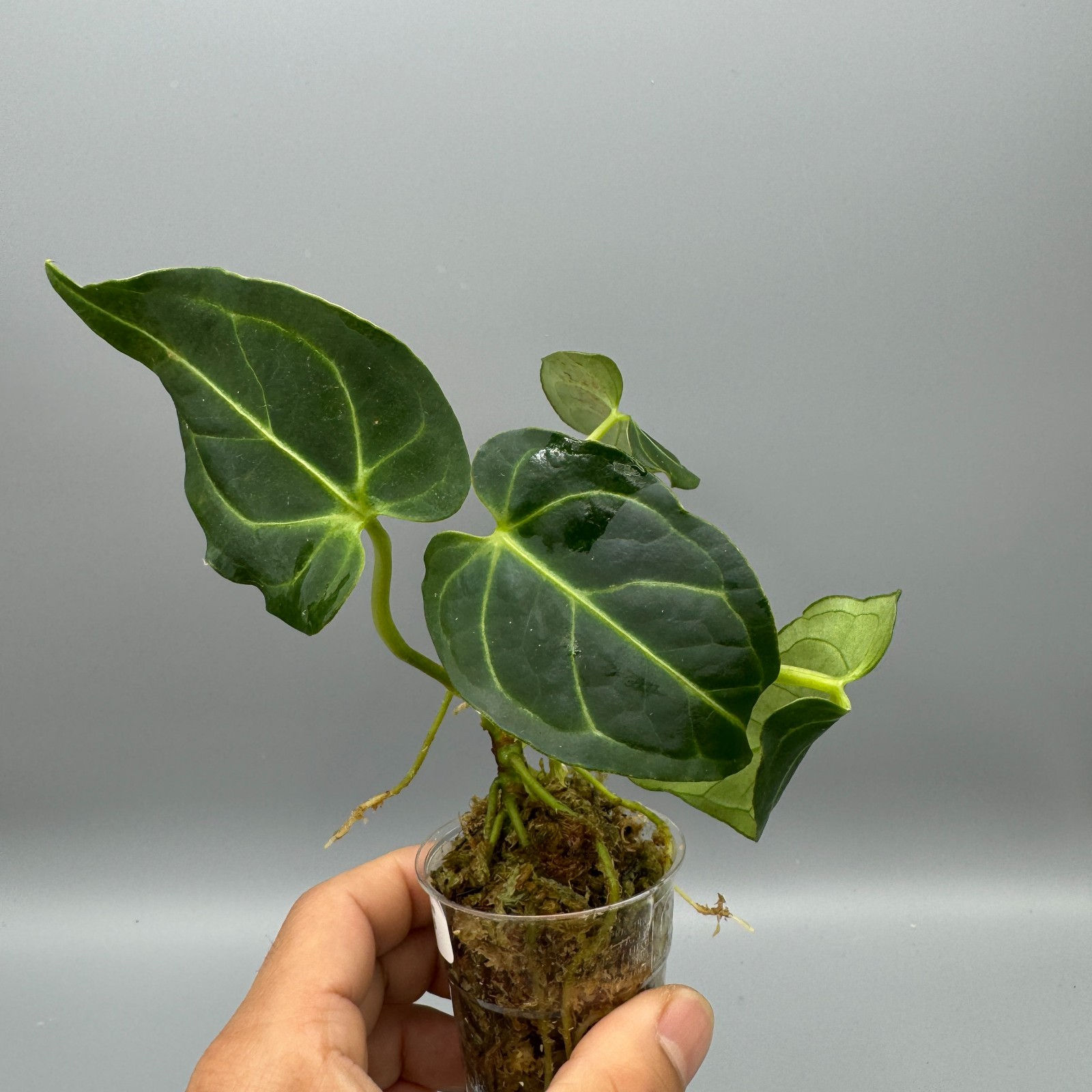 Anthurium Regale Rare Aroid #8