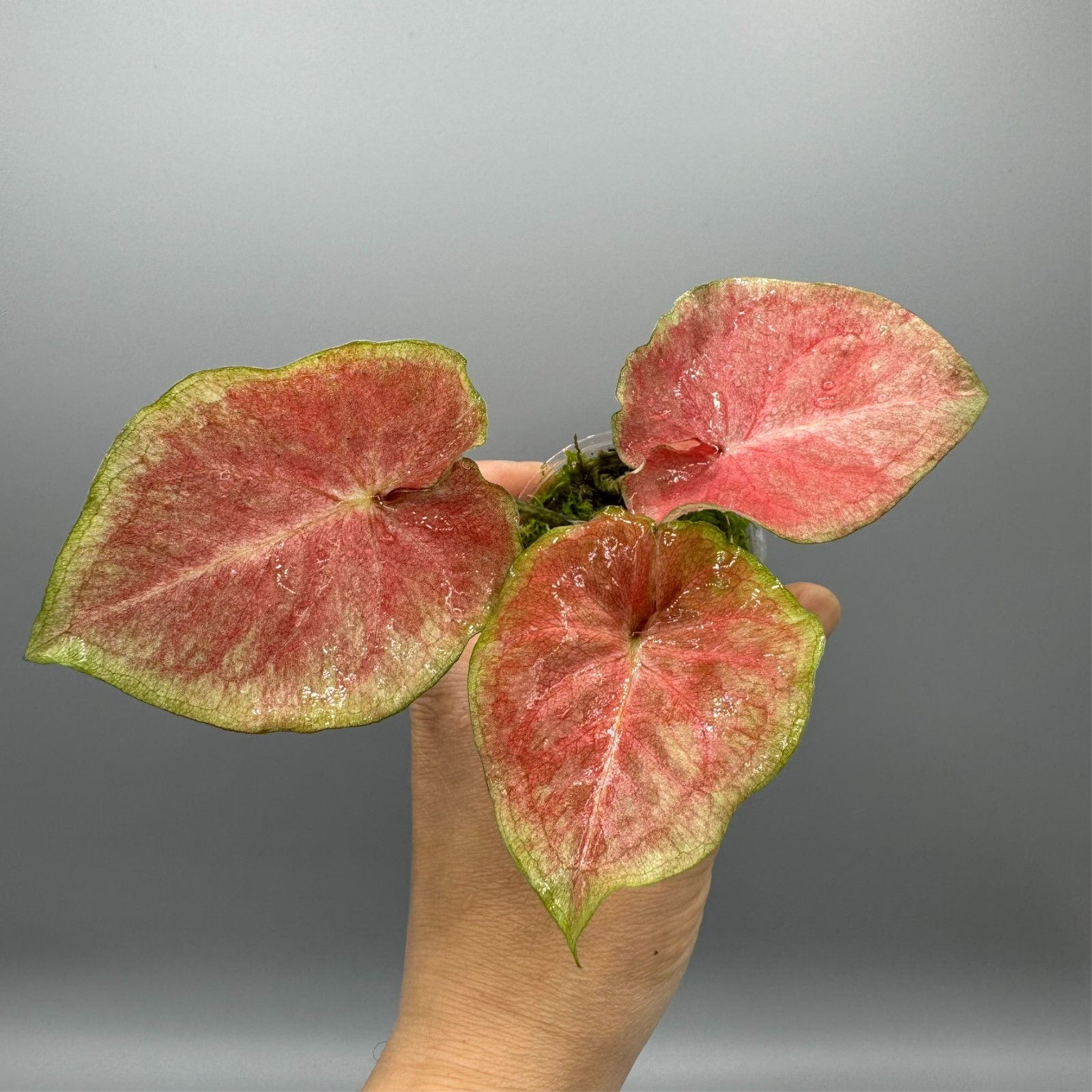 Caladium Lemon Blush #1
